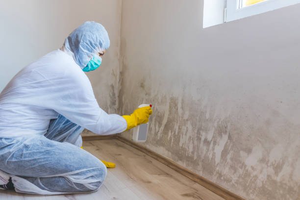Licensed Basement Mold Remediation service in Myersville, MD - WQB Mold Removal