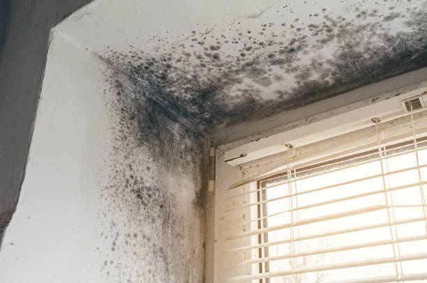 Affordable Basement Mold Remediation solutions in Myersville, MD